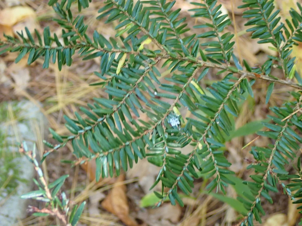 Tsuga Canadensis