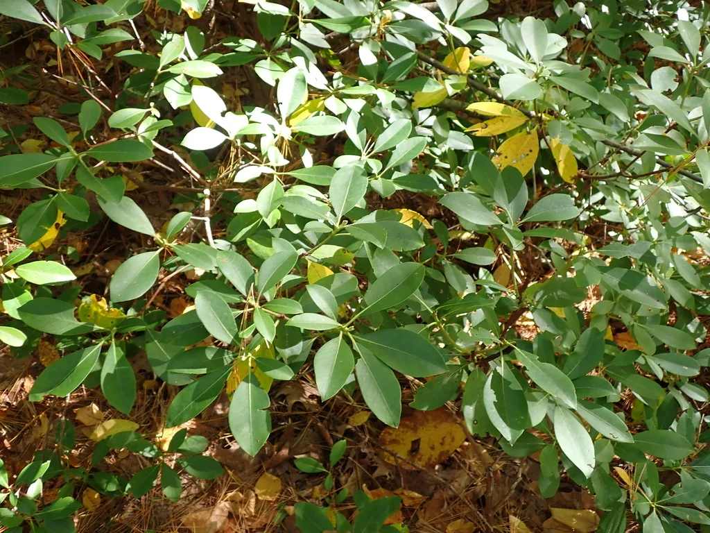 Kalmia Latifolia