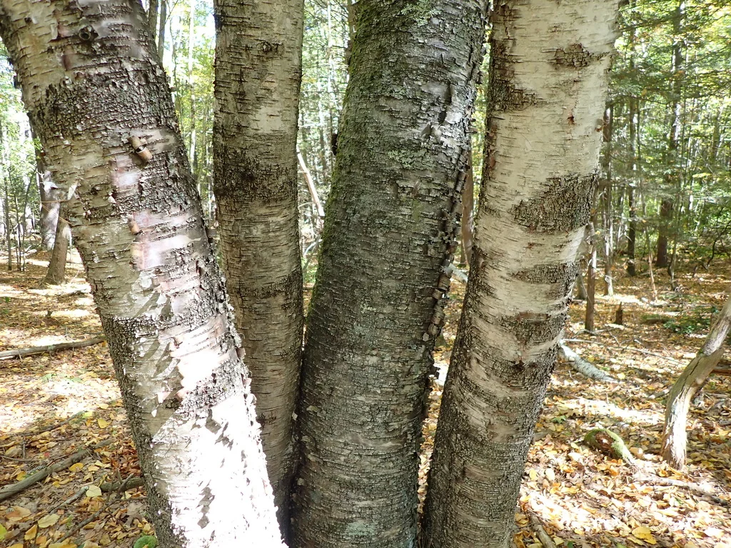 Betula Papyrifera