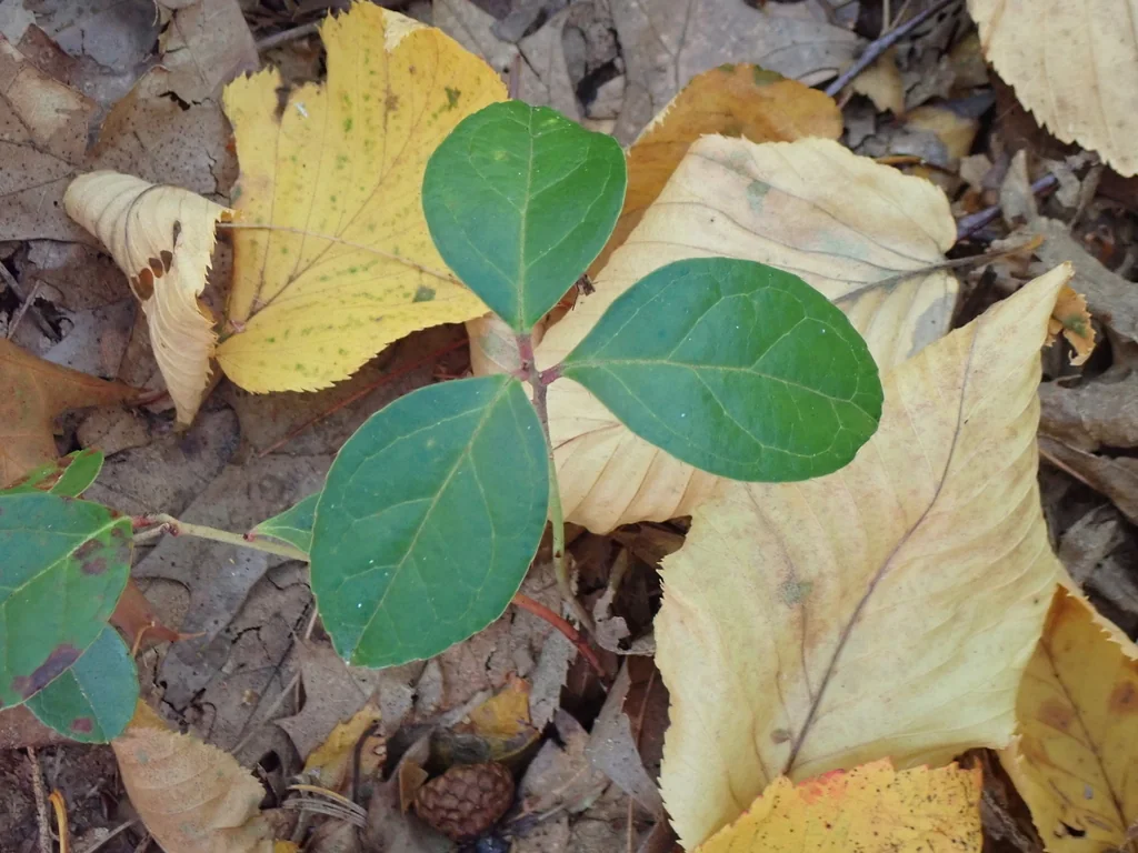Gaultheria Procumbens