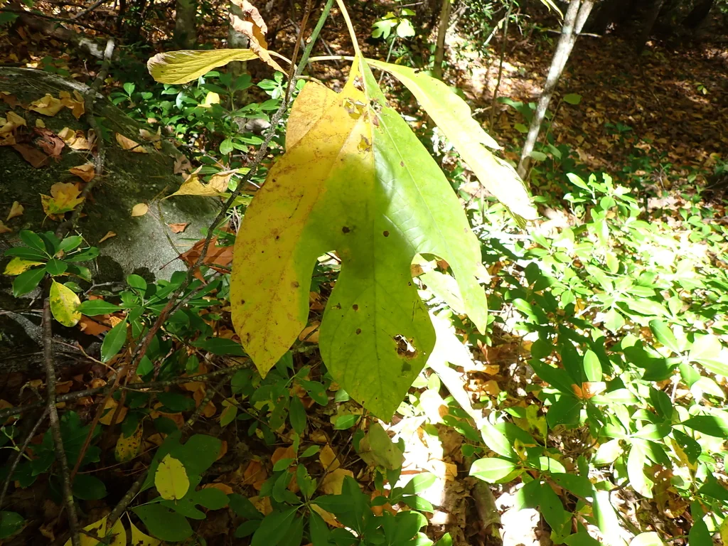Sassafras Albidum
