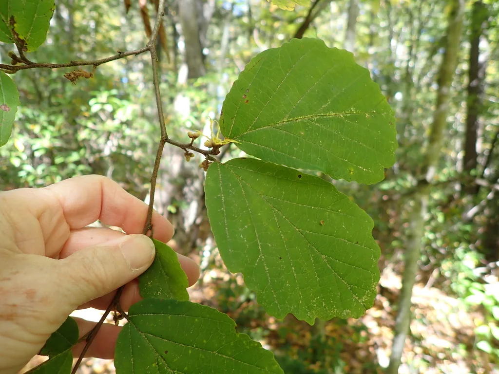 Hamamelis Virginiana