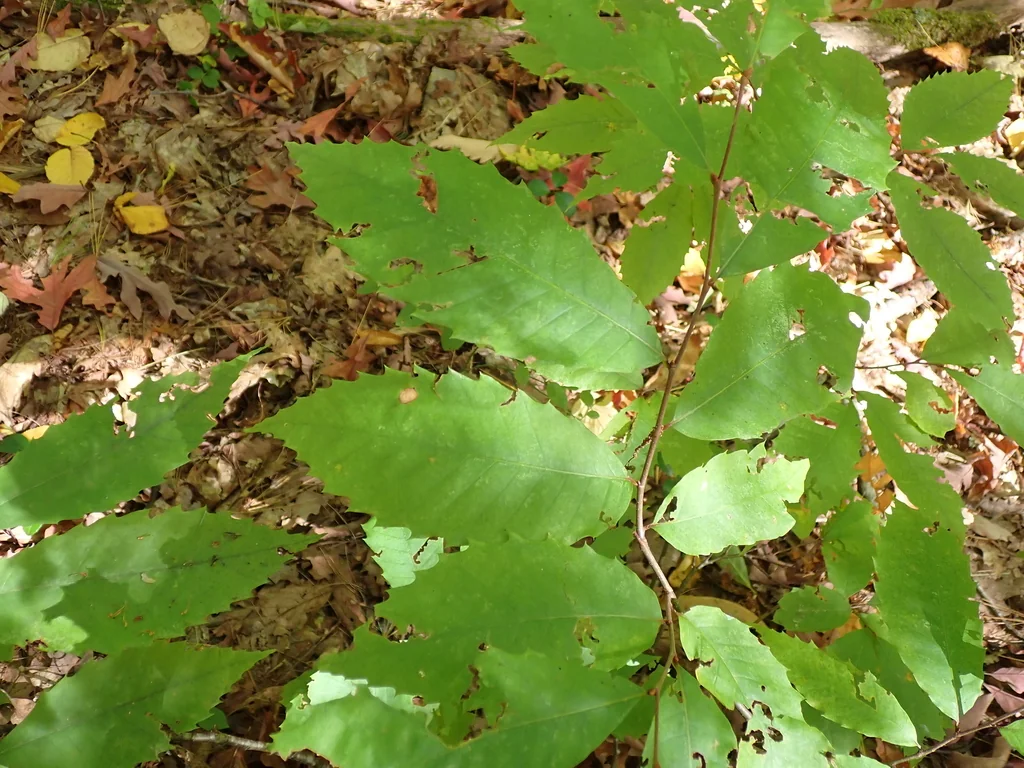 Castanea Dentata