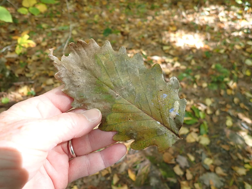 Quercus Montana