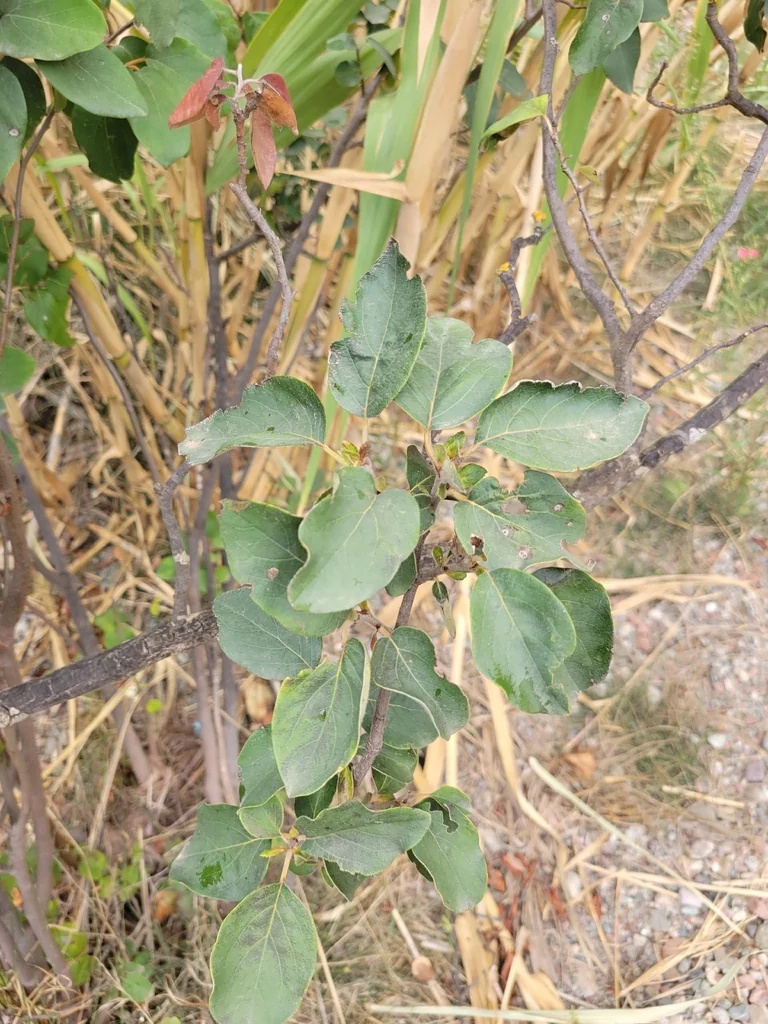 Cydonia Oblonga