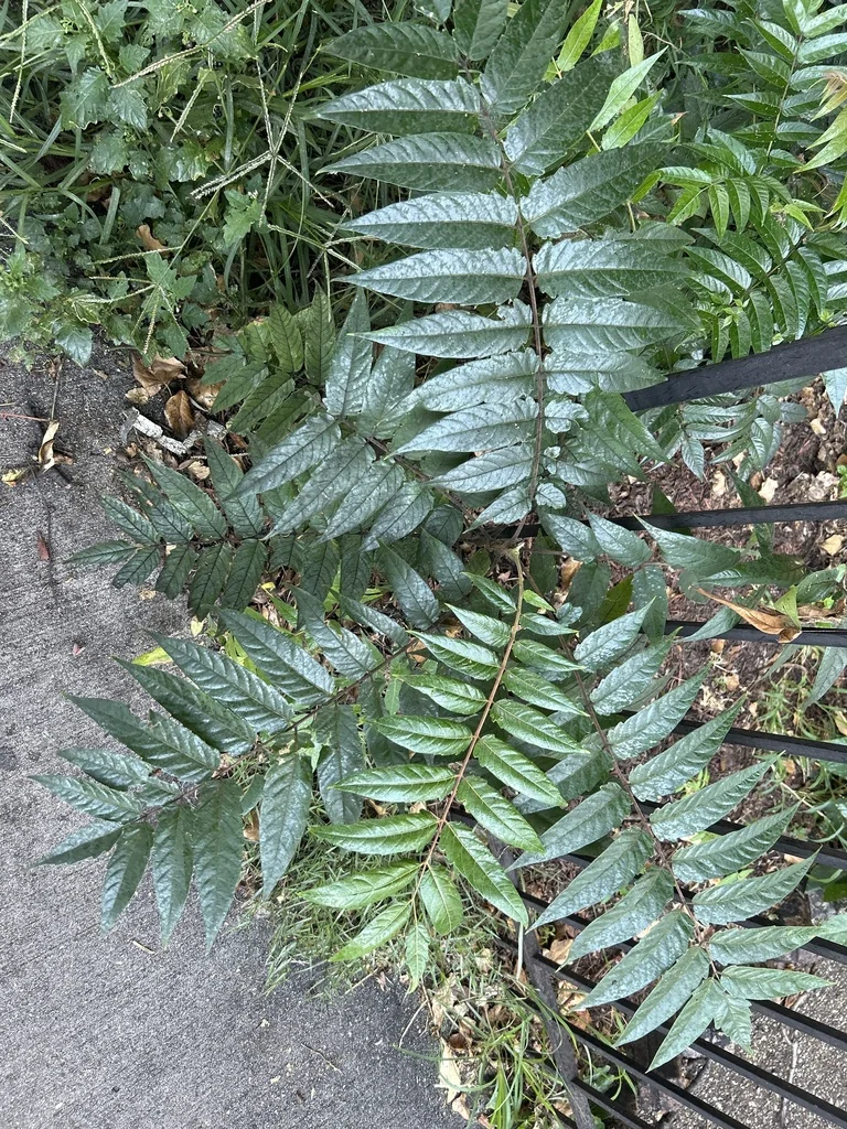 Ailanthus Altissima