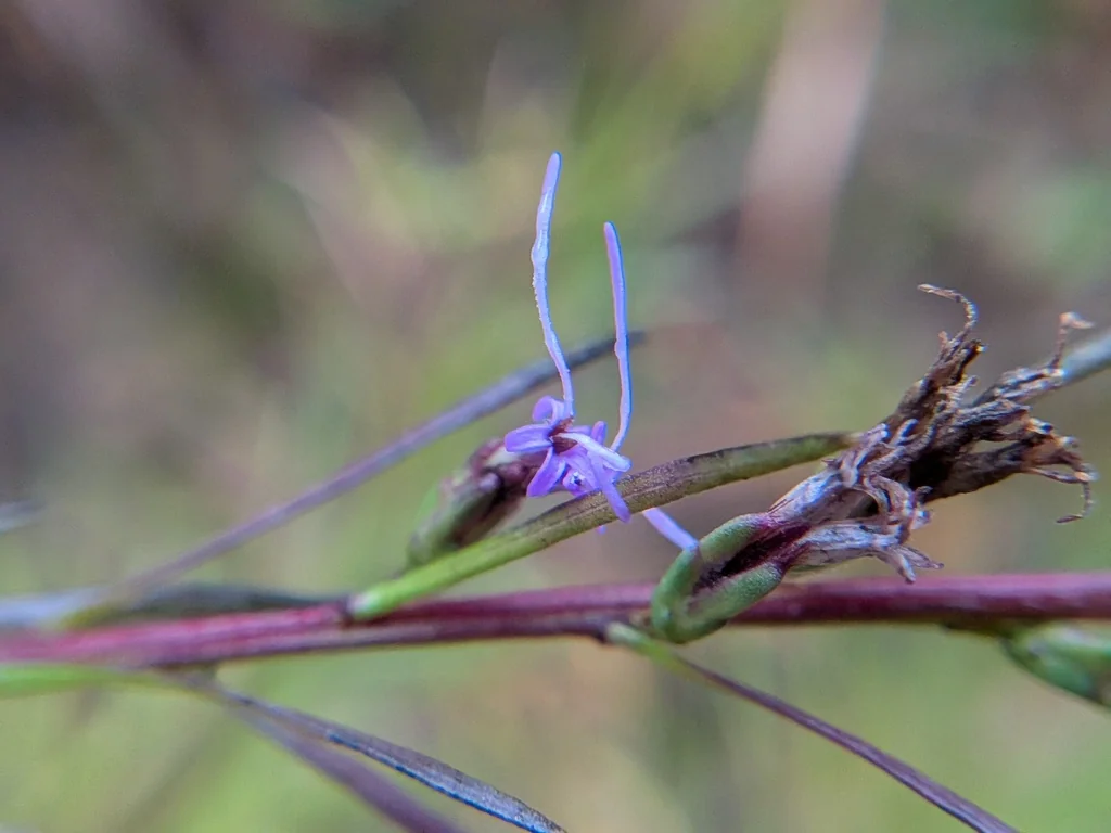 Liatris Microcephala