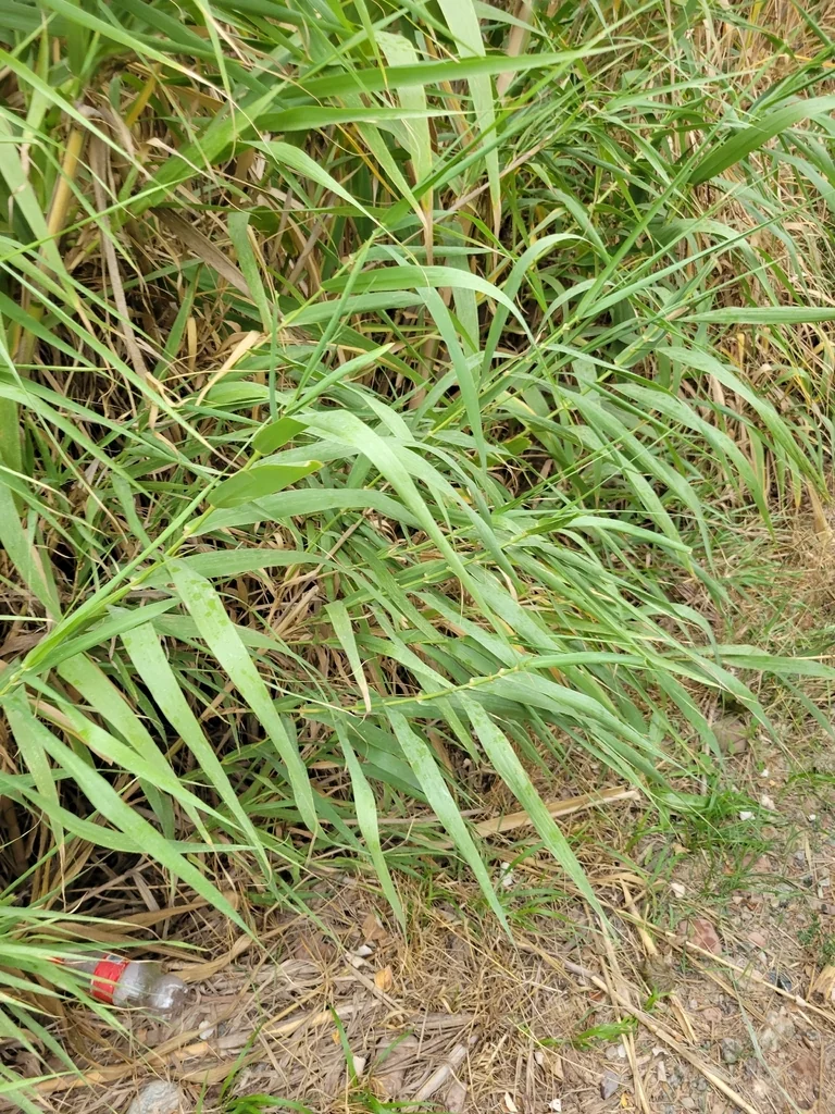 Arundo Donax