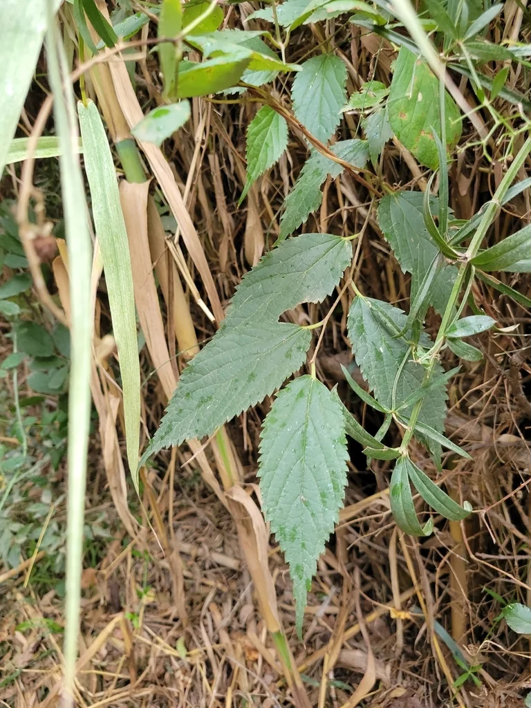 Celtis Australis
