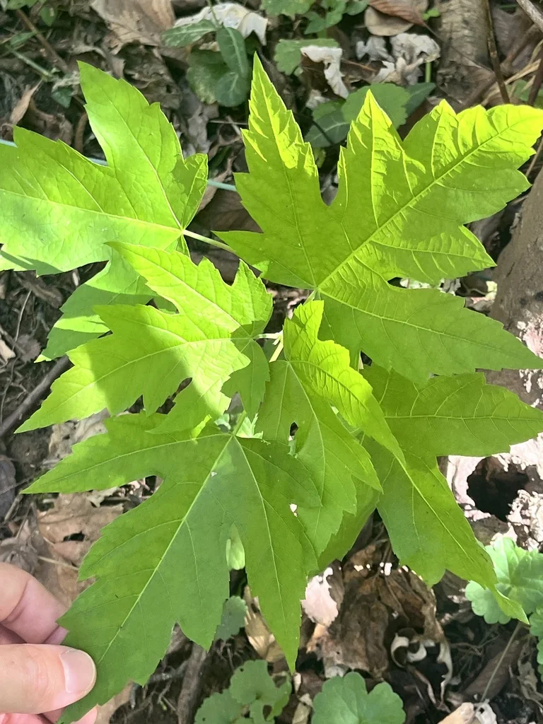 Acer Saccharinum