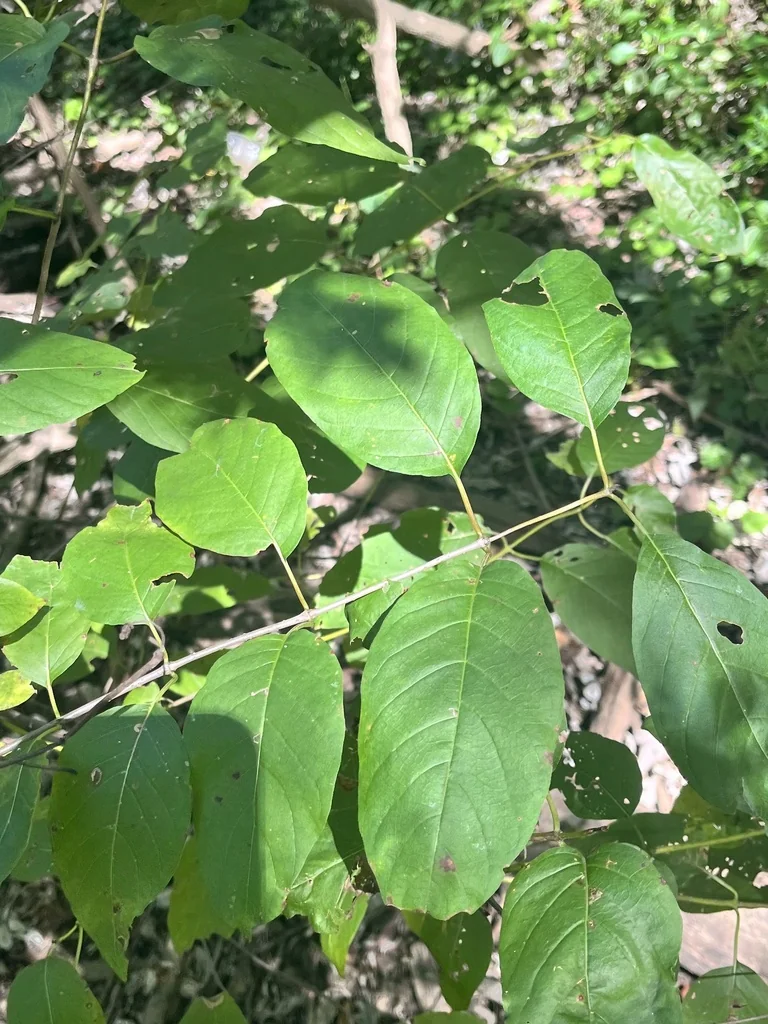 Cephalanthus Occidentalis