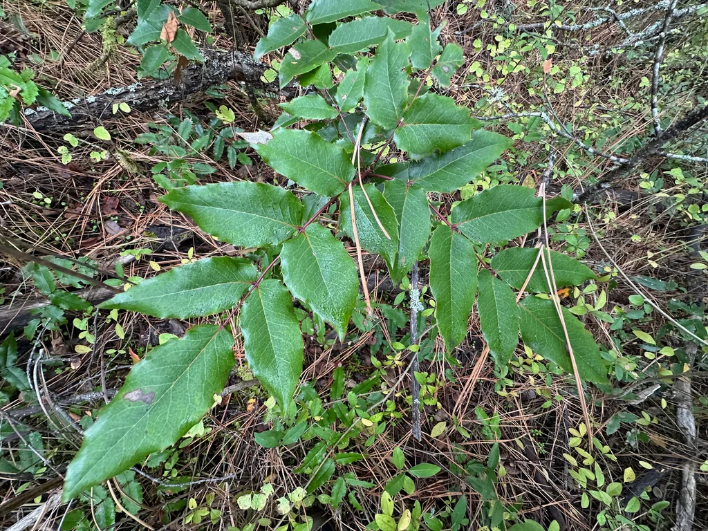 Mahonia Aquifolium