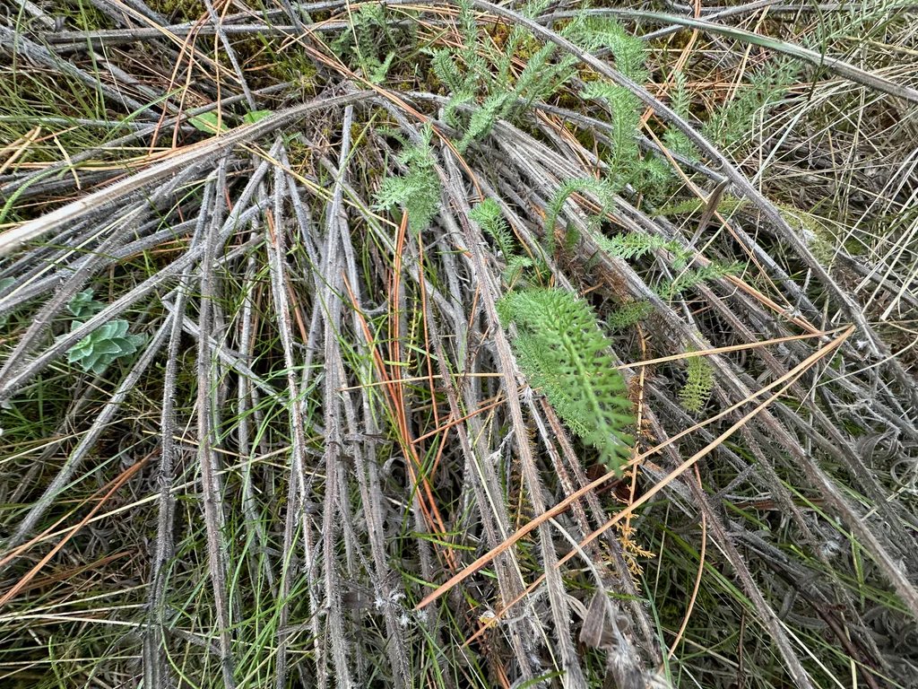 Achillea Millefolium