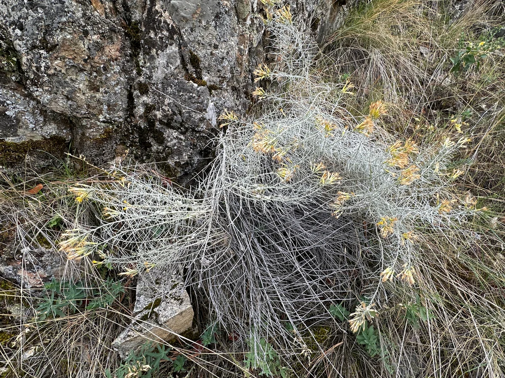 Chrysothamnus Nauseosus