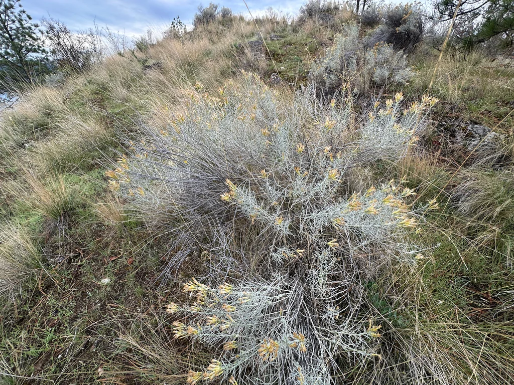 Chrysothamnus Nauseosus