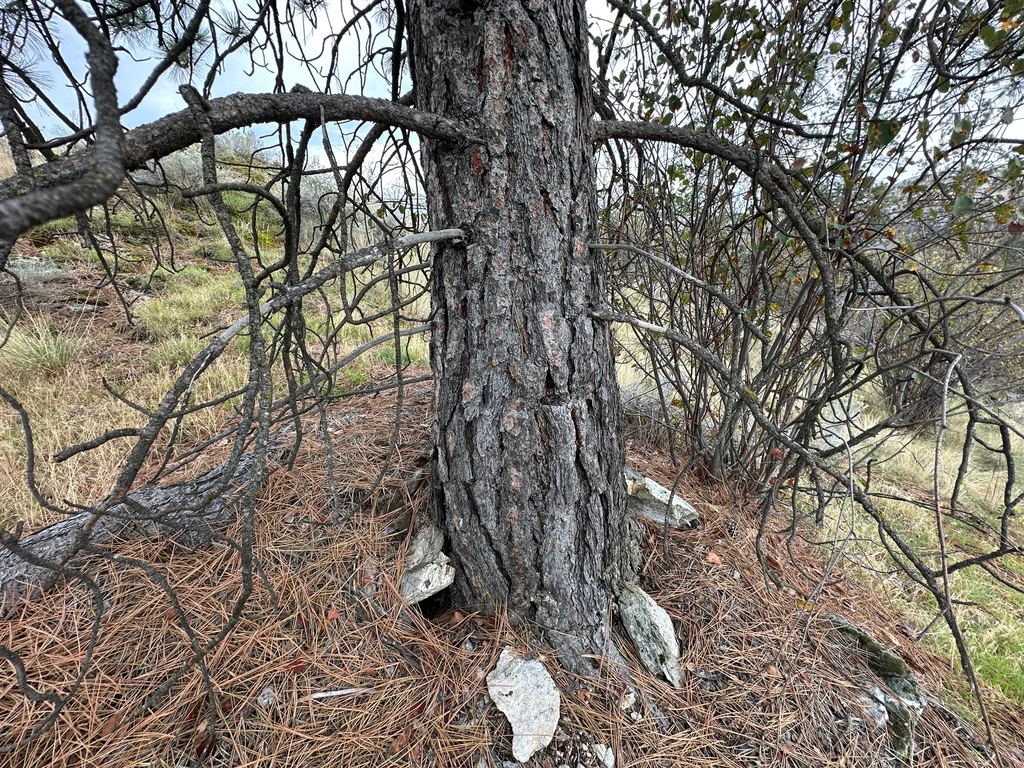 Pinus Ponderosa
