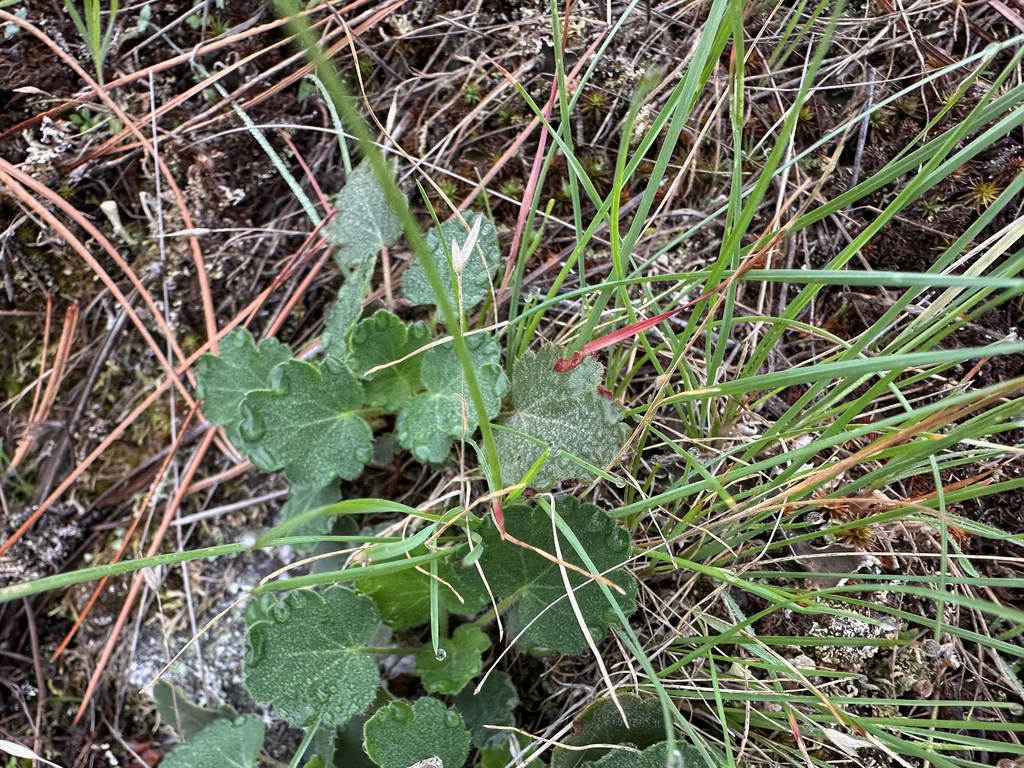 Heuchera Cylindrica