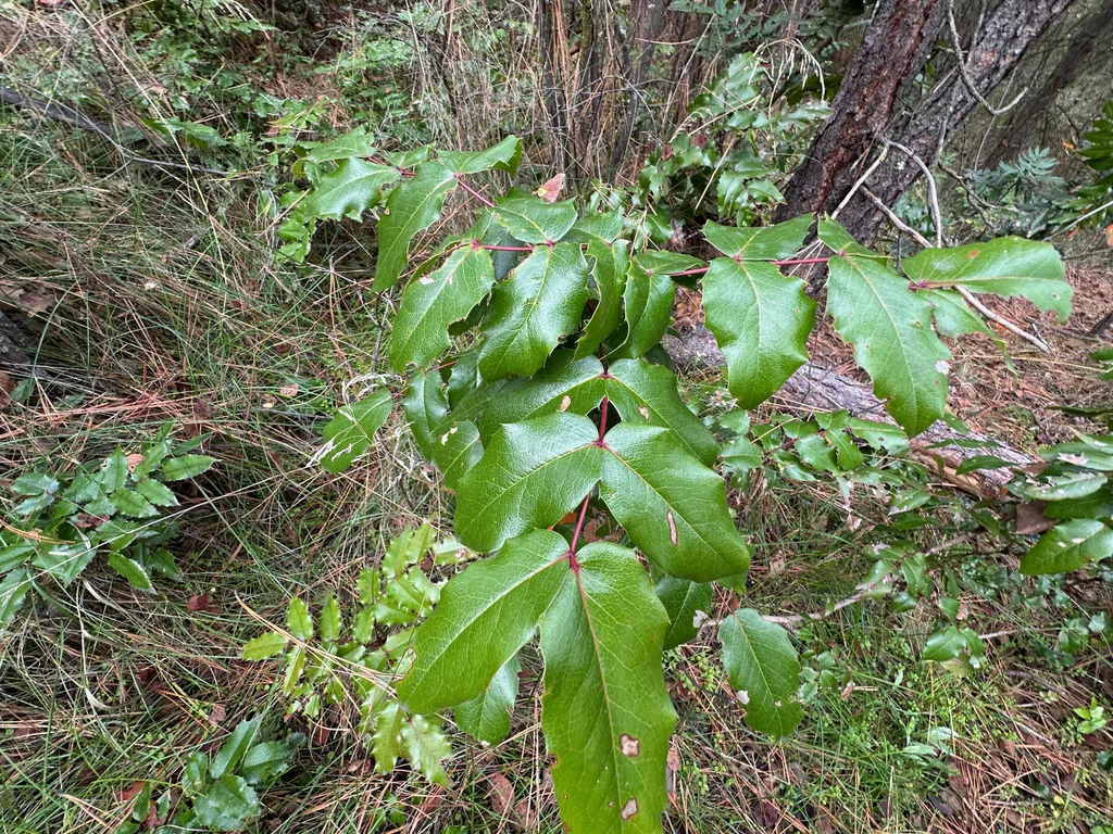 Mahonia Aquifolium