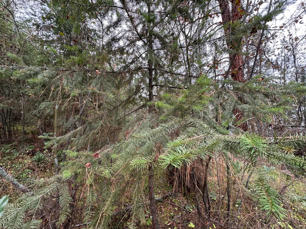 Pseudotsuga Menziesii