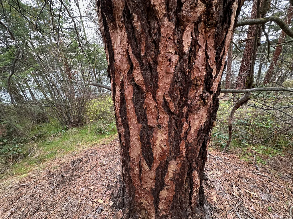 Pinus Ponderosa