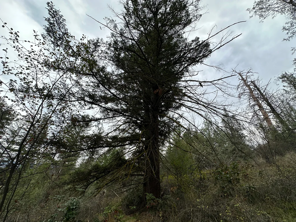 Pseudotsuga Menziesii