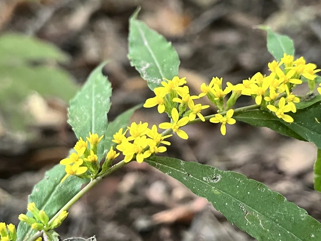 Solidago Caesia