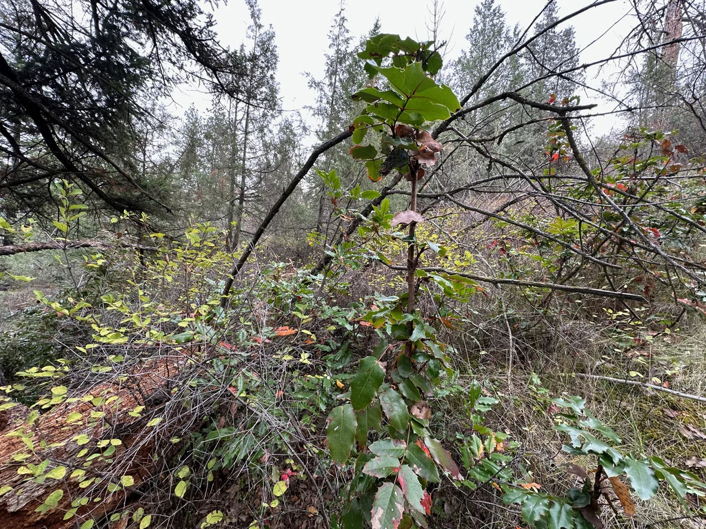 Mahonia Aquifolium