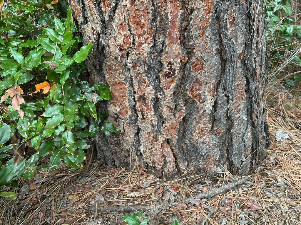 Pinus Ponderosa