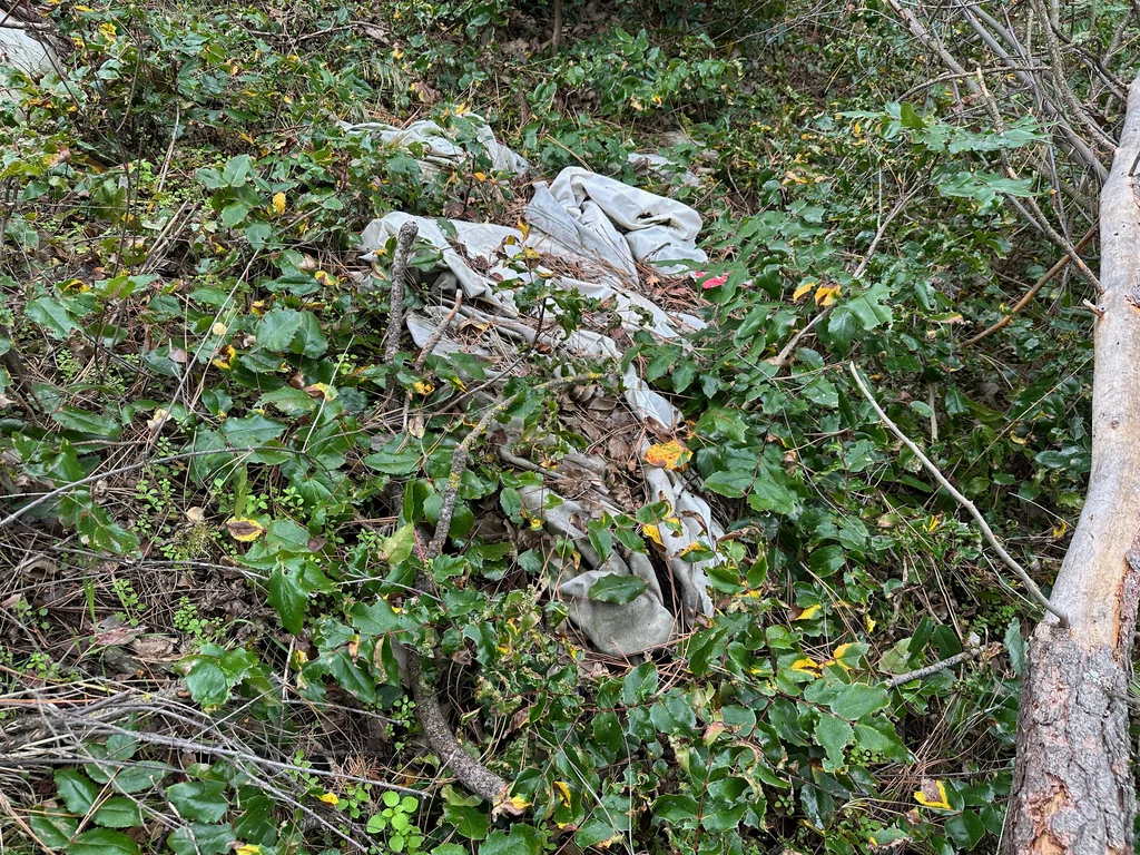 Mahonia Aquifolium