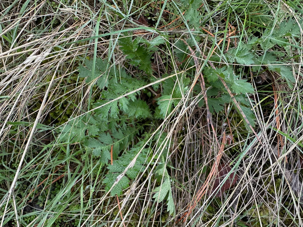 Geum Triflorum