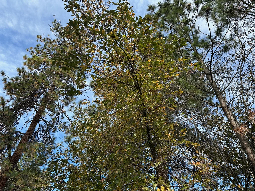 Prunus Virginiana