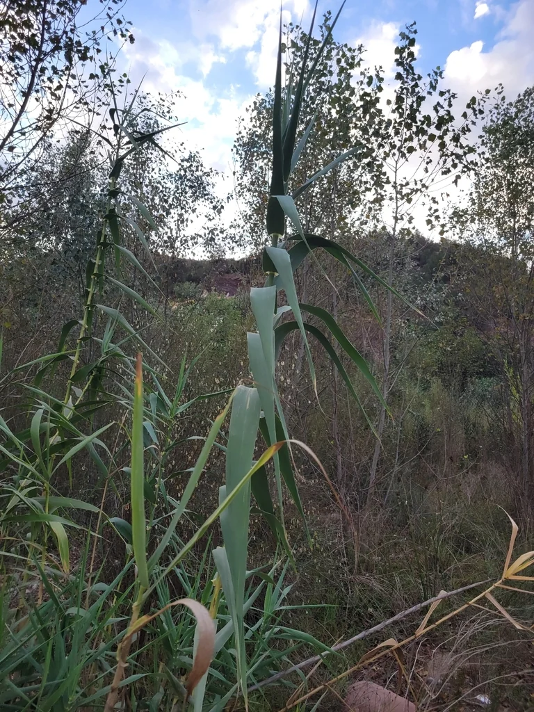 Arundo Donax