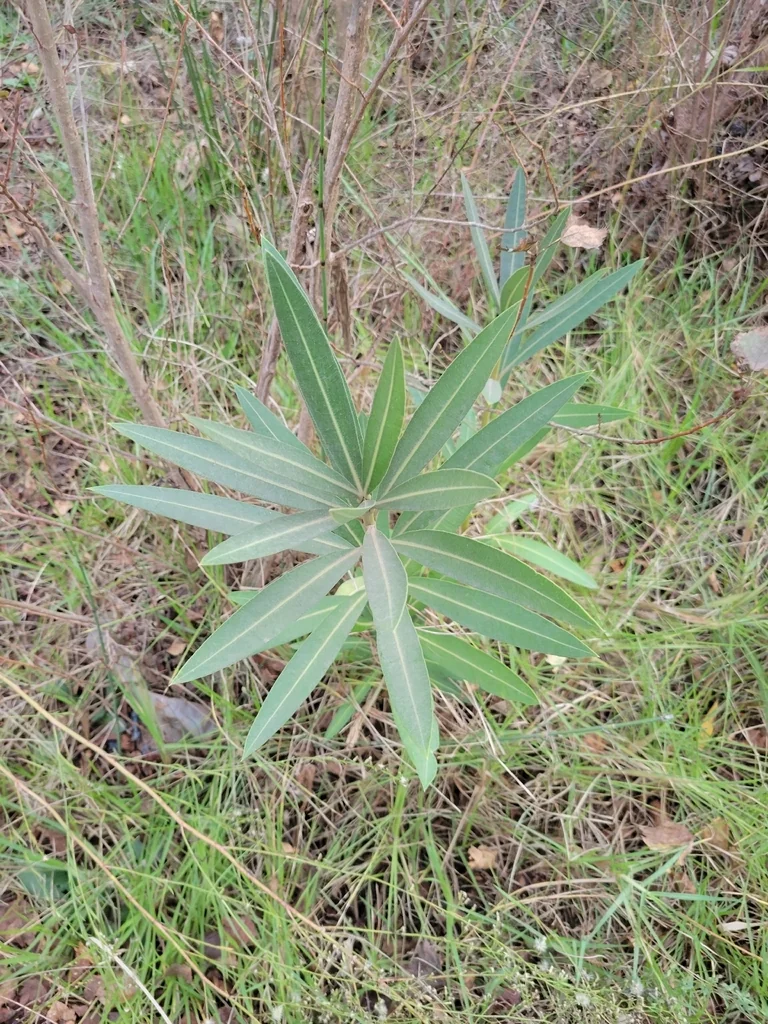 Nerium Oleander