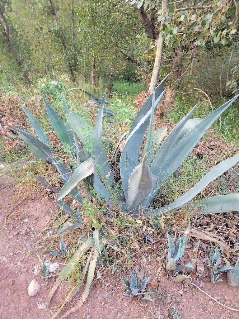 Agave Americana V. Marginata