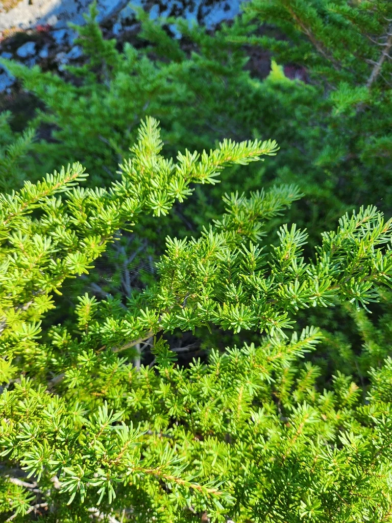 Tsuga Mertensiana
