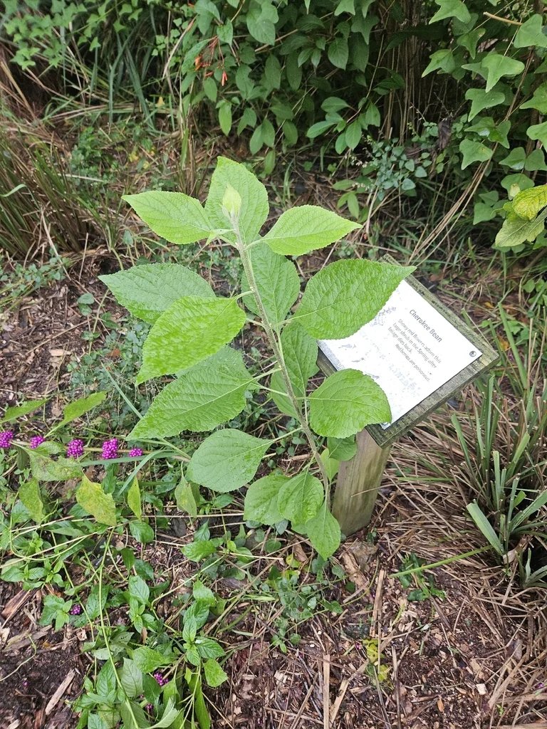 Callicarpa Americana