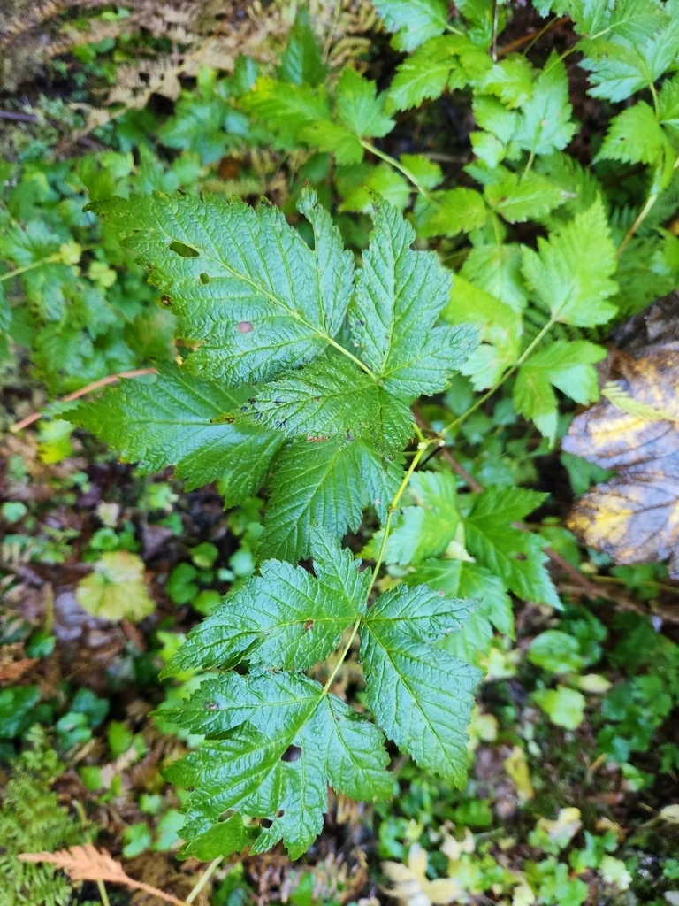 Rubus Spectabilis
