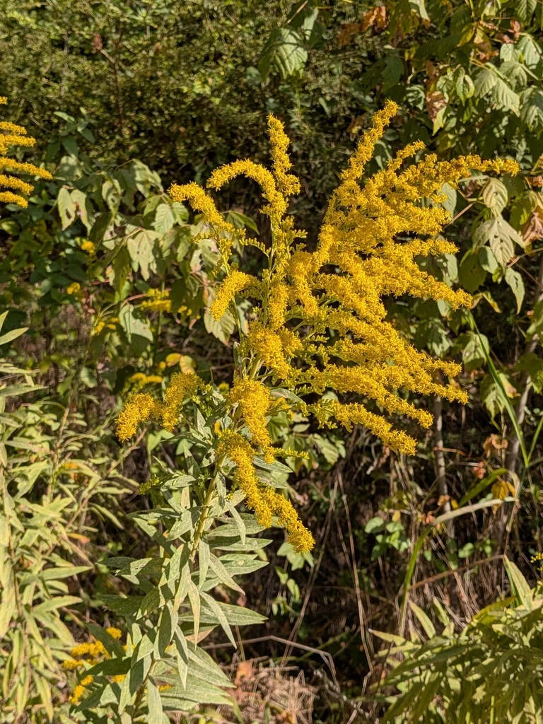Solidago Altissima