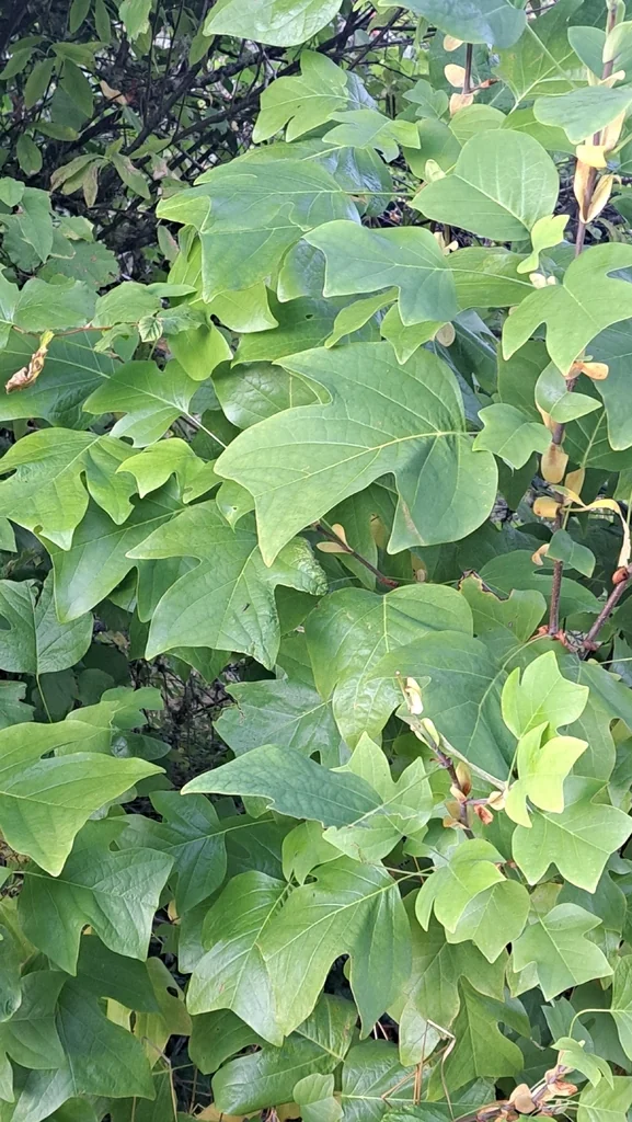 Liriodendron Tulipifera