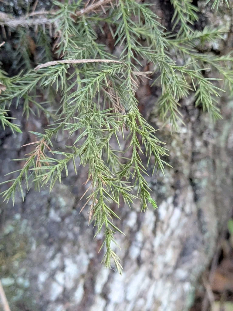 Juniperus Virginiana
