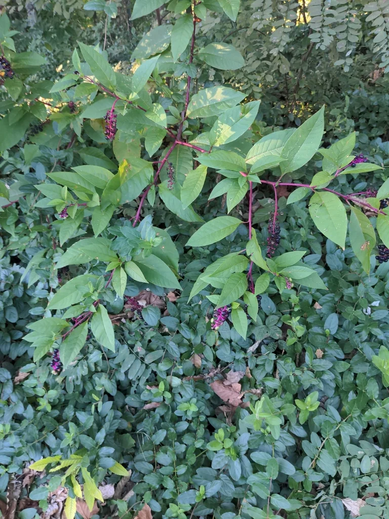 Phytolacca Americana