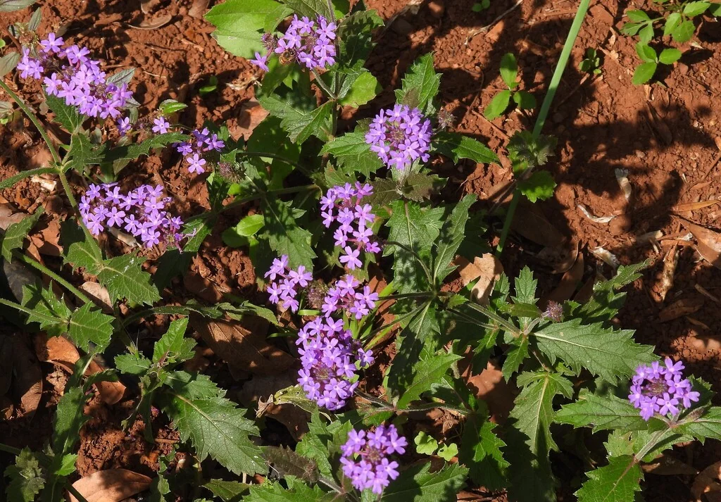 Verbena Rigida