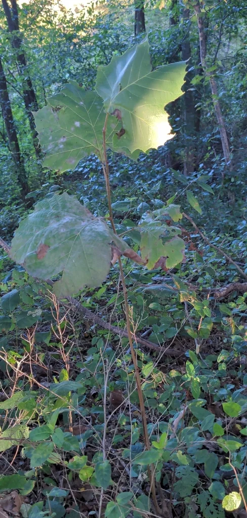 Platanus Occidentalis