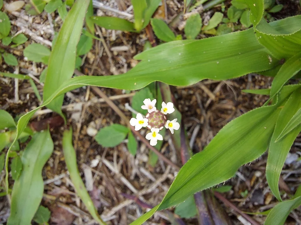 Lippia Nodiflora