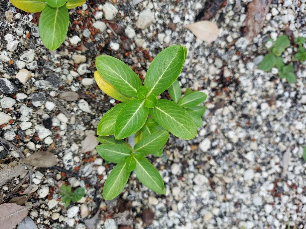 Catharanthus Roseus