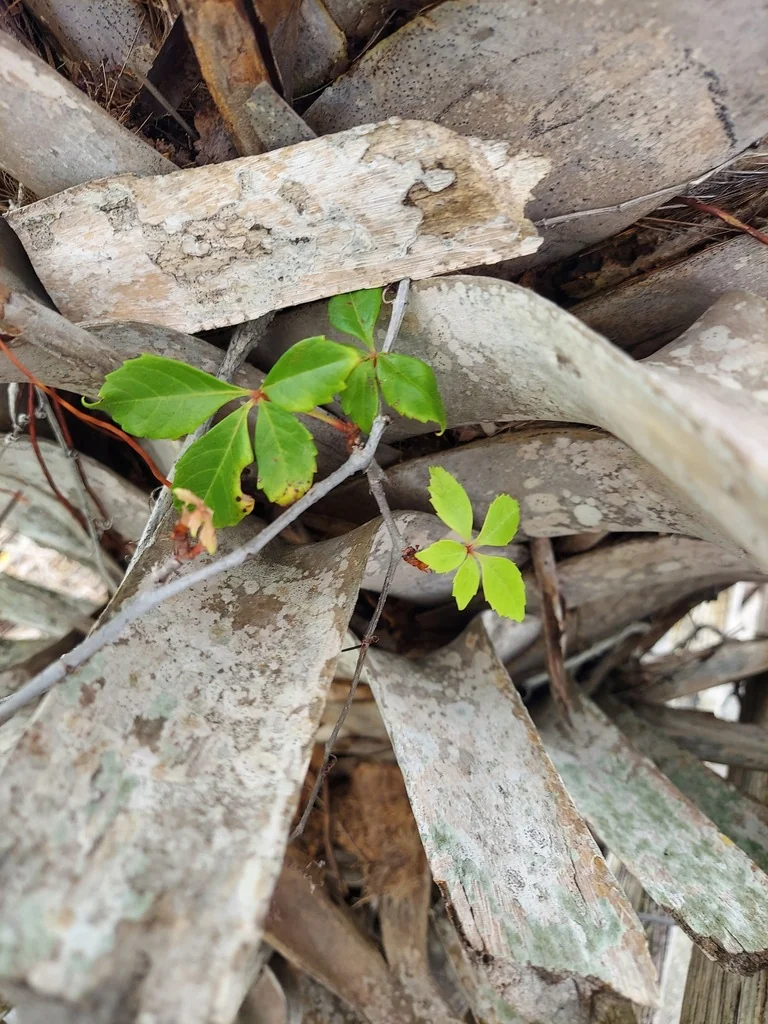 Parthenocissus Quinquefolia