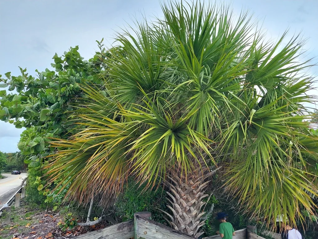 Sabal Palmetto