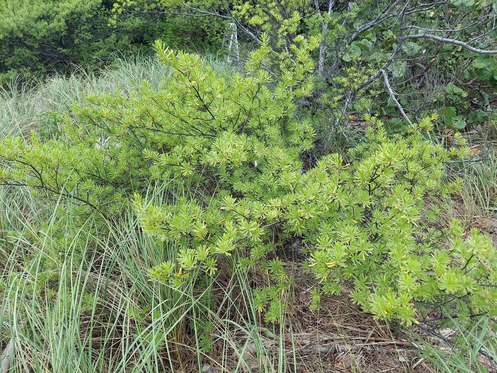 Suriana Maritima