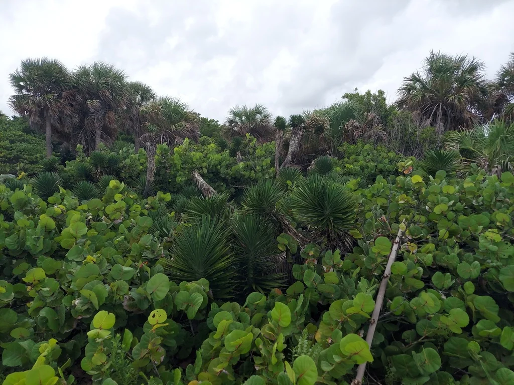 Yucca Aloifolia