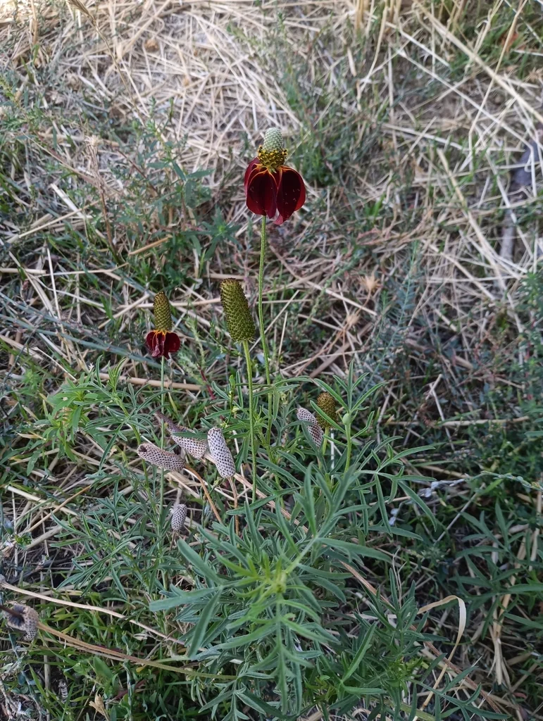 Ratibida Columnifera